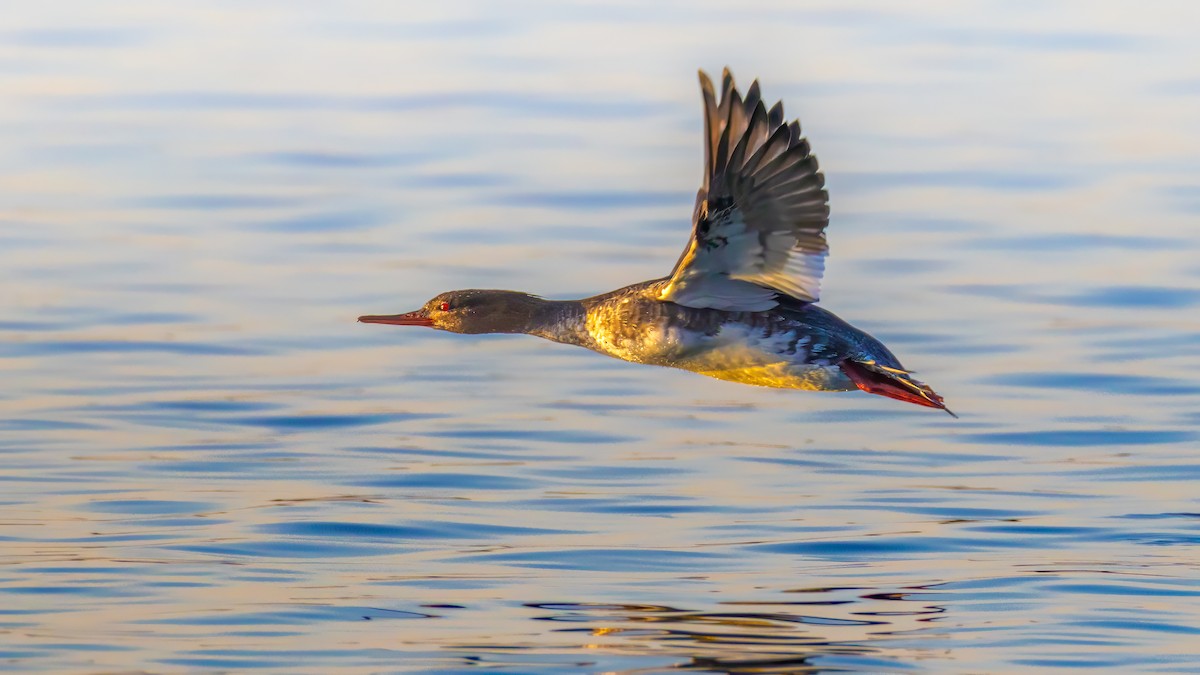 Zerra ertaina - ML646677726