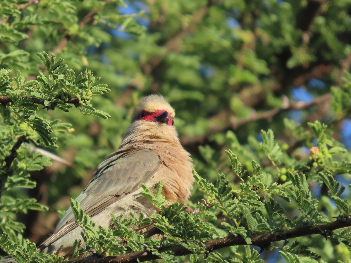 Red-faced Mousebird - ML646677728