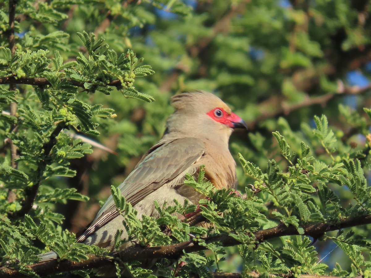 Red-faced Mousebird - ML646677729