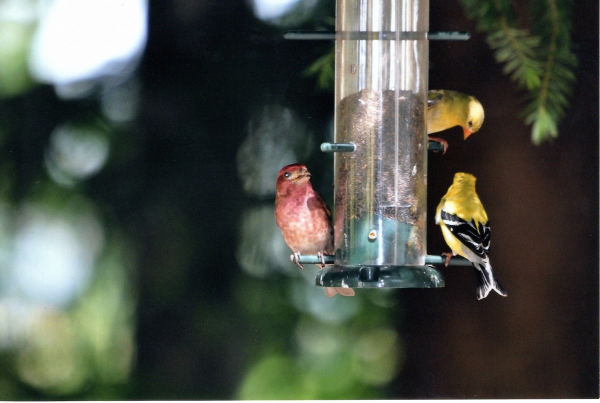 purpurfink - ML646677732