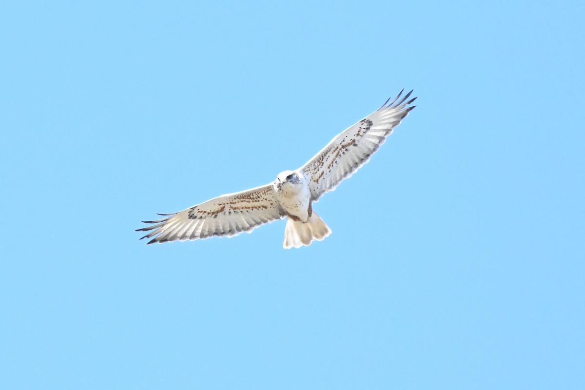 Канюк королівський - ML646677733