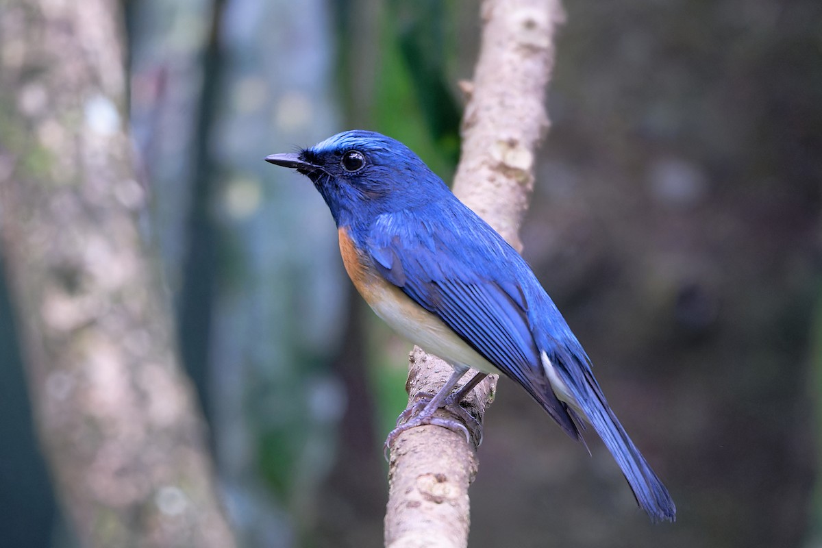 Gobemouche à menton bleu - ML646677735