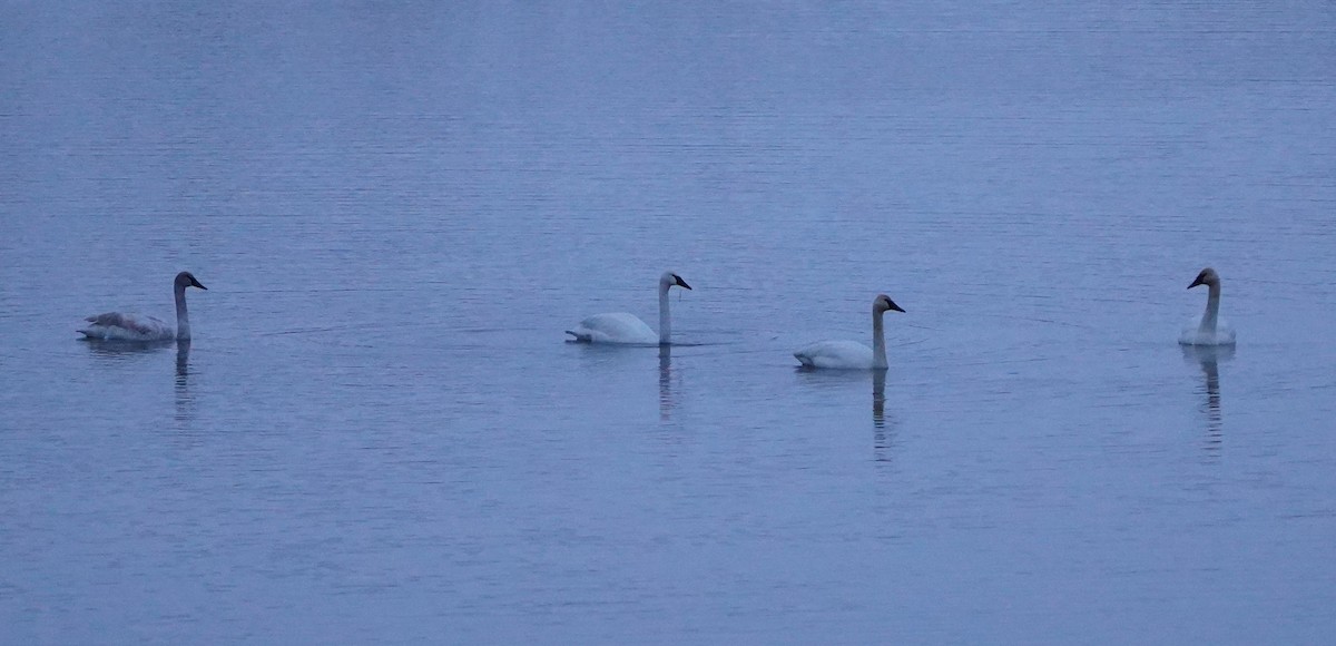 Trumpeter Swan - ML646677738