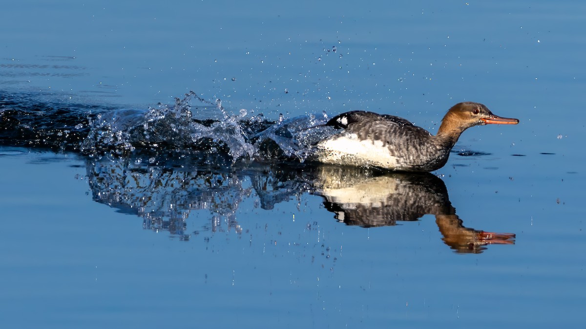 Zerra ertaina - ML646677739