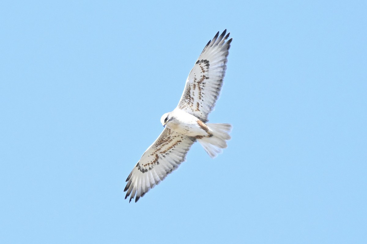 Канюк королівський - ML646677740