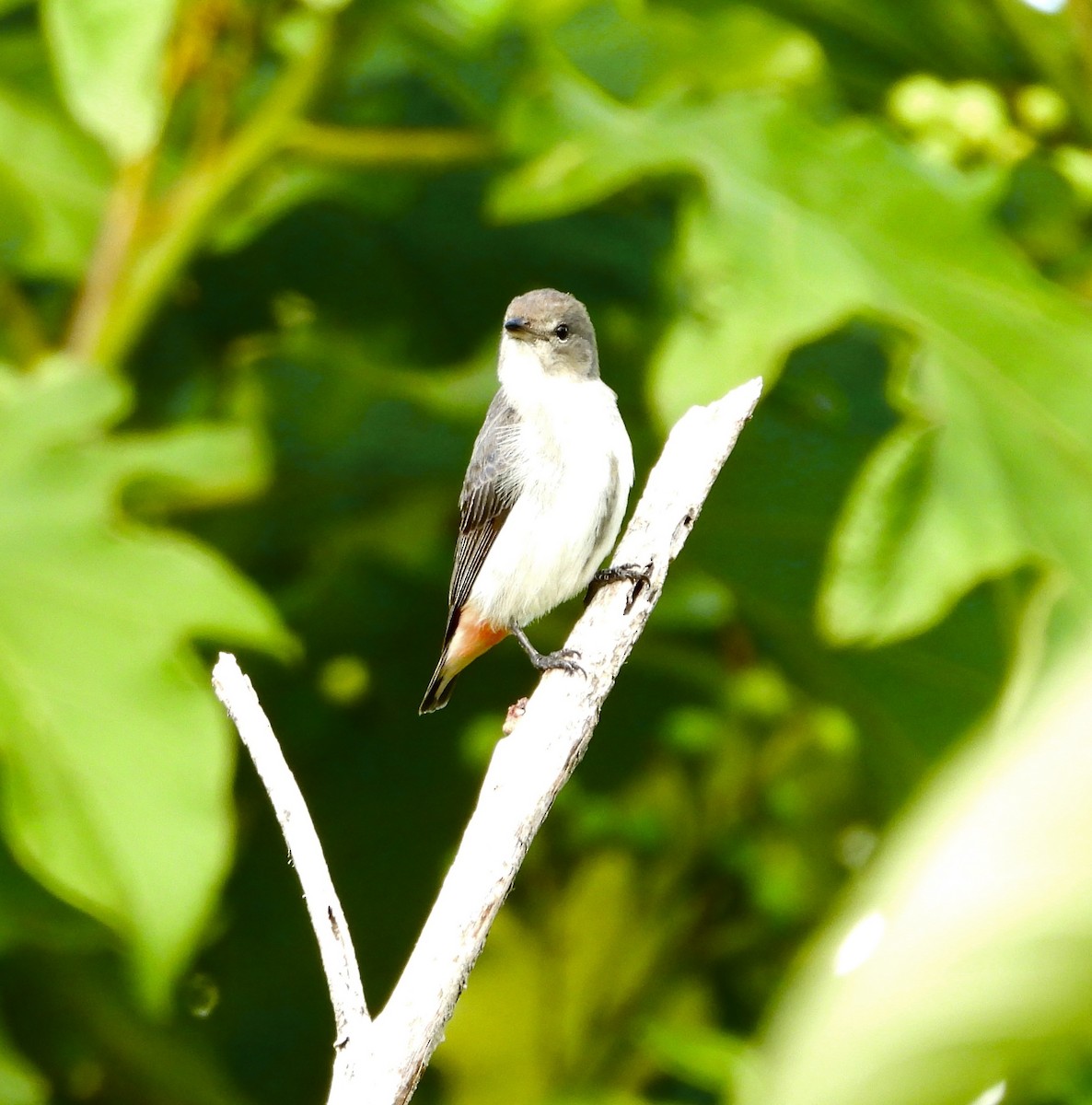 Mistletoebird - ML646677741