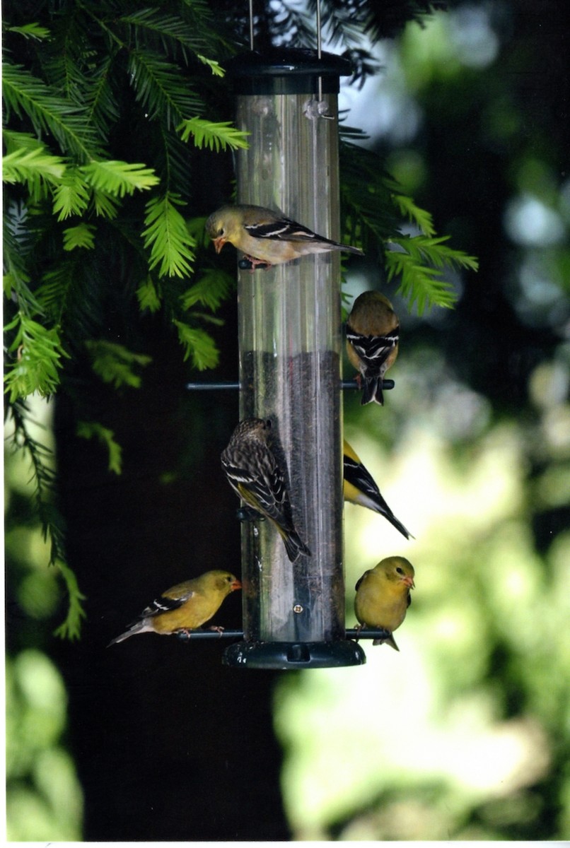 マツノキヒワ - ML646677744