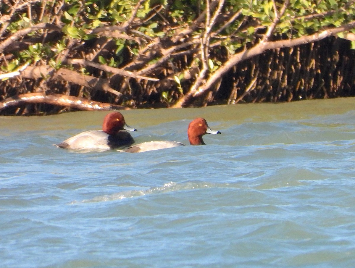 Redhead - ML646677746