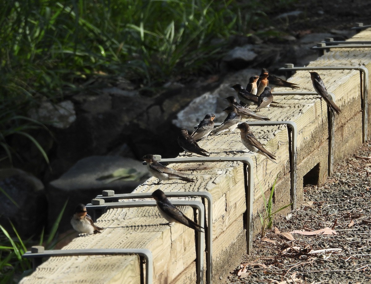 vlaštovka šedobřichá - ML646677749