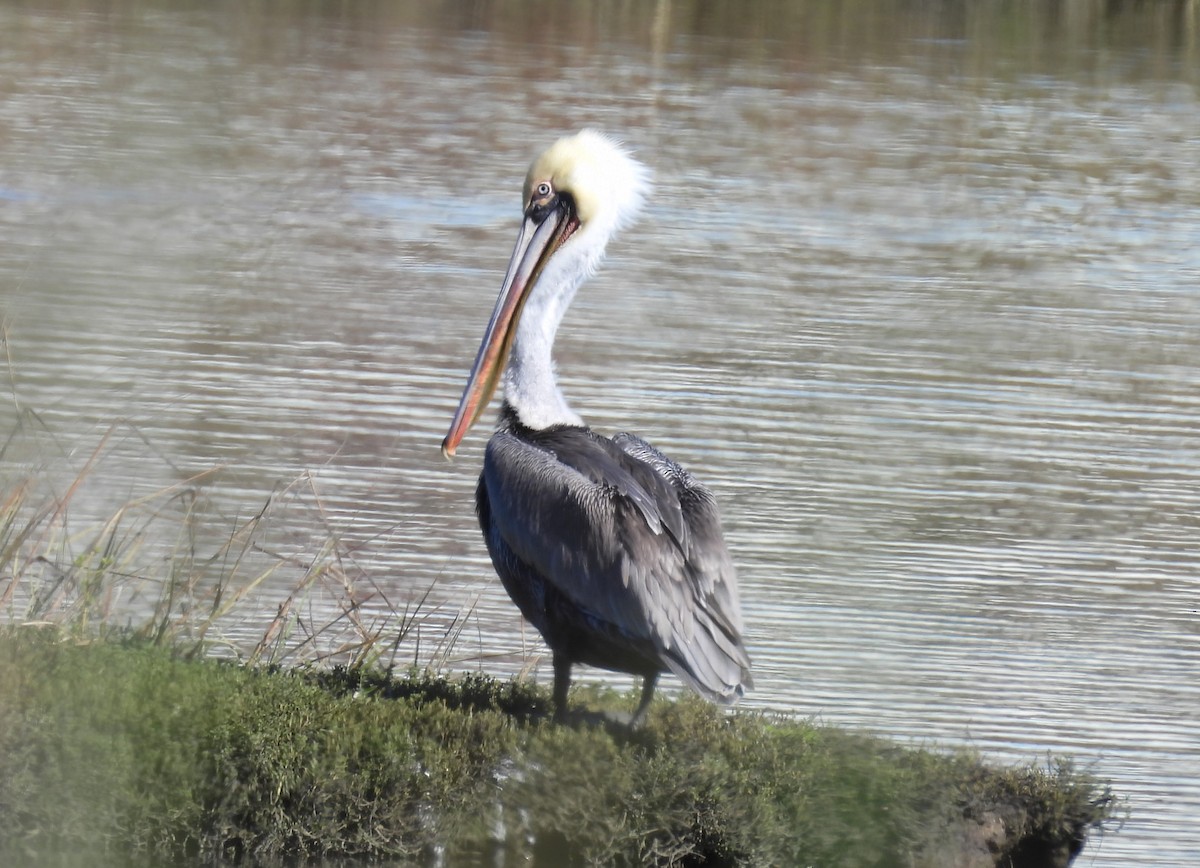 Brown Pelican - ML646677750