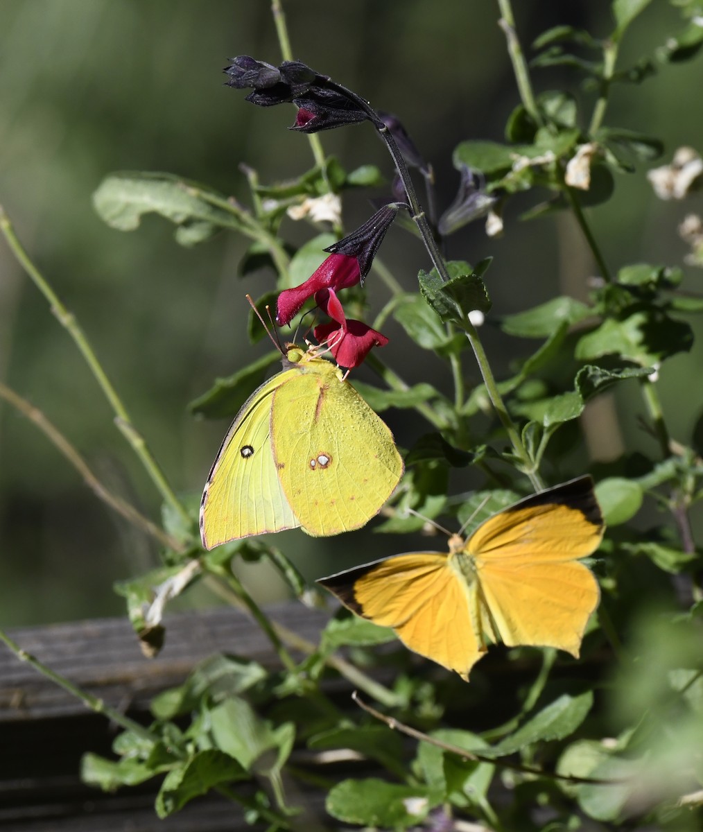 Insectos - ML646677751