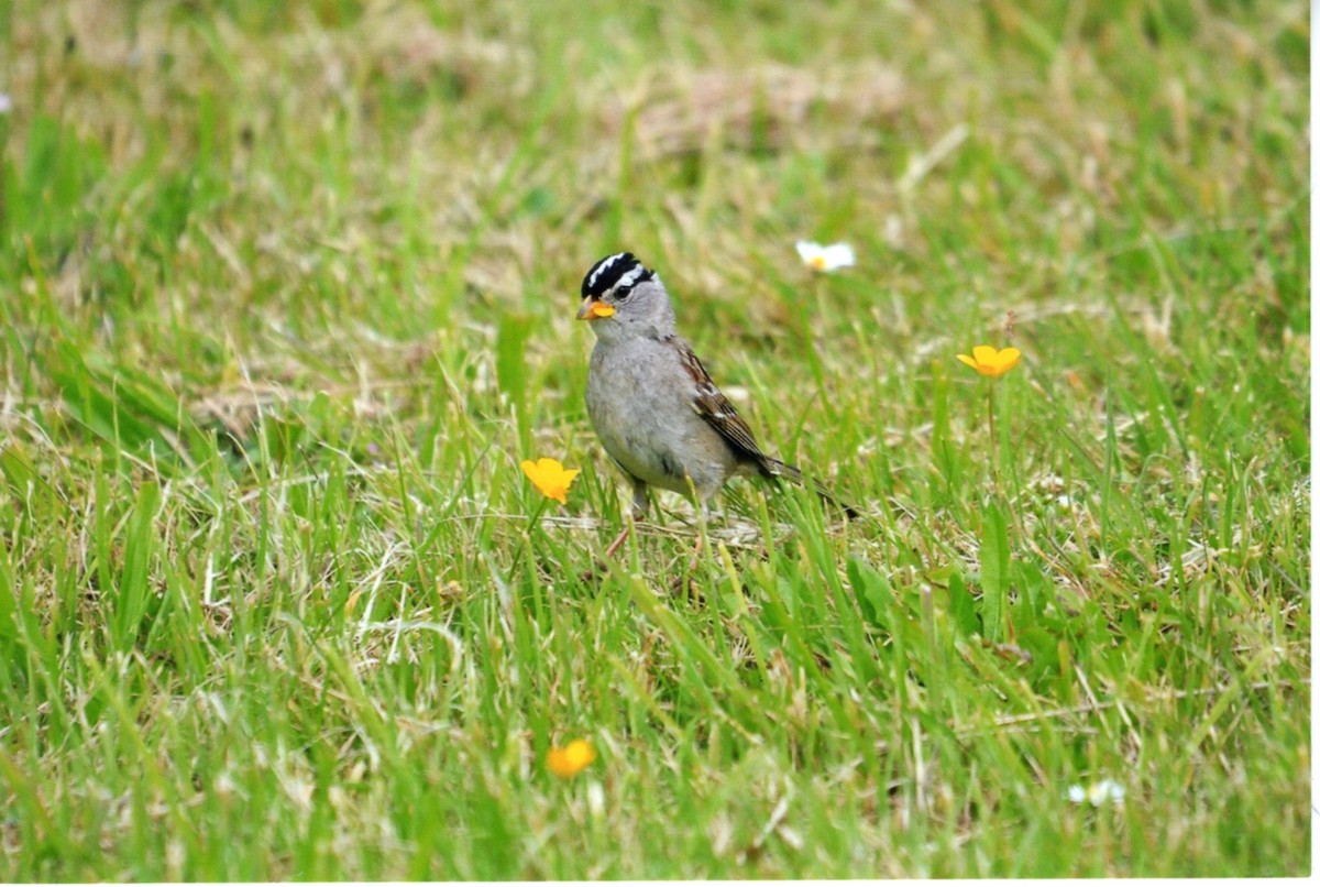 Porsuk Serçesi - ML646677752