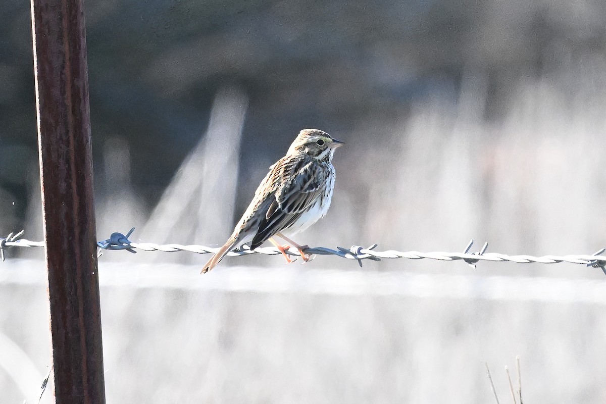 Пасовник савановий - ML646677753