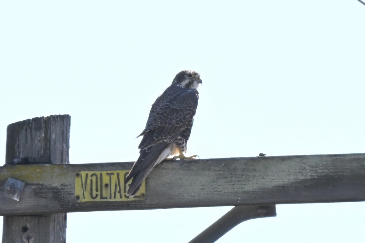 Сокіл прерієвий - ML646677754