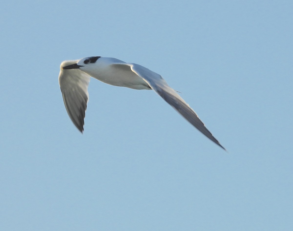 Крячок рябодзьобий - ML646677756