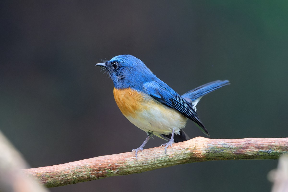 Gobemouche à menton bleu - ML646677759