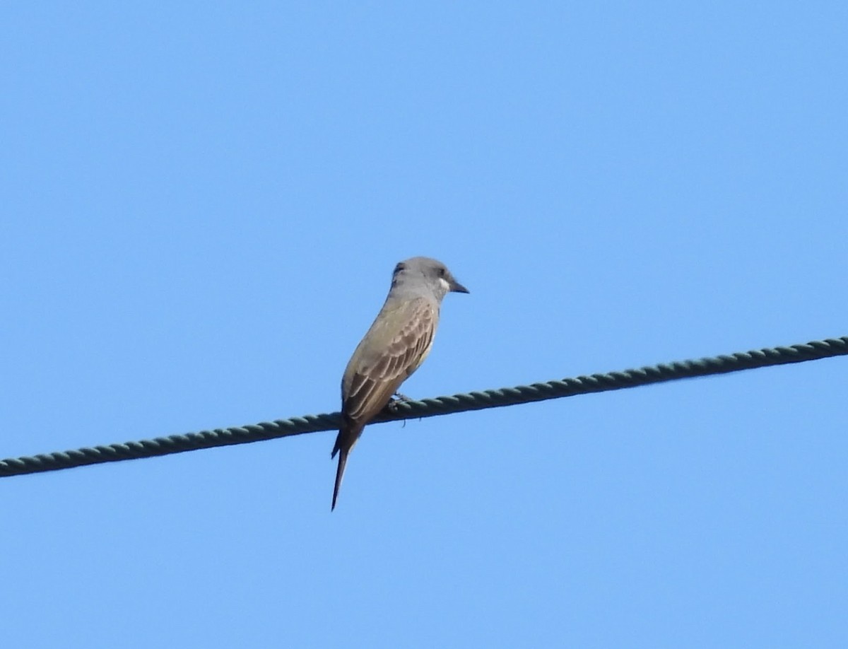 Cassin's Kingbird - ML646677763
