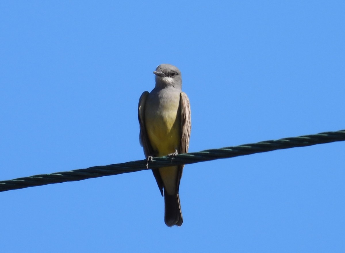Cassin's Kingbird - ML646677764