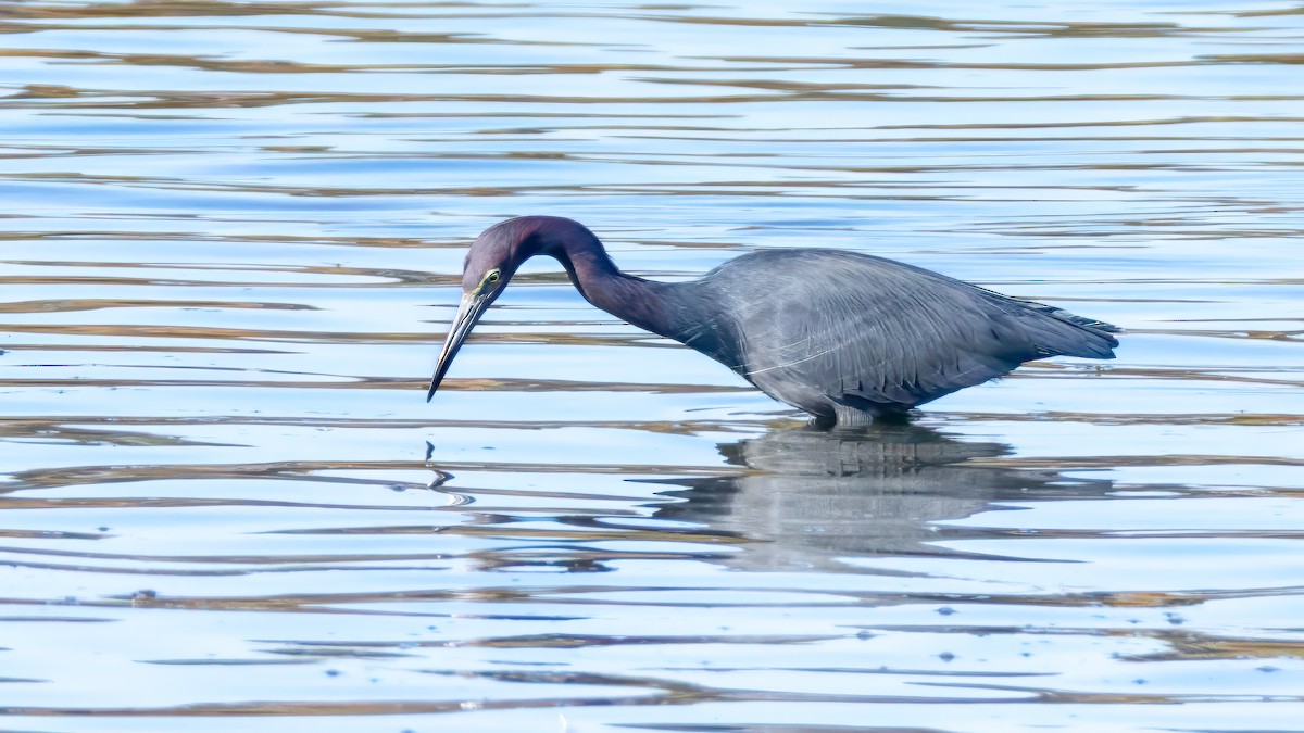 Little Blue Heron - ML646677769