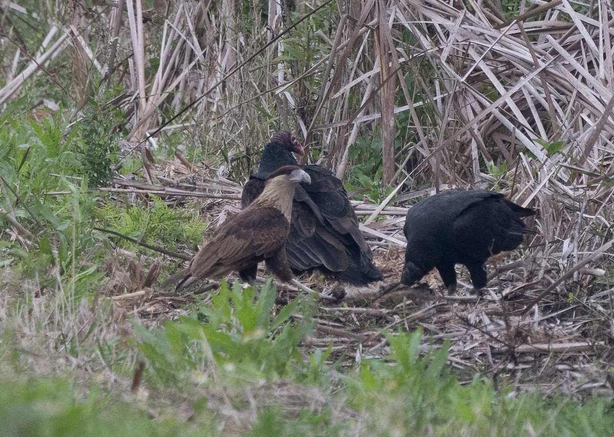 Каракара аргентинська - ML646677770