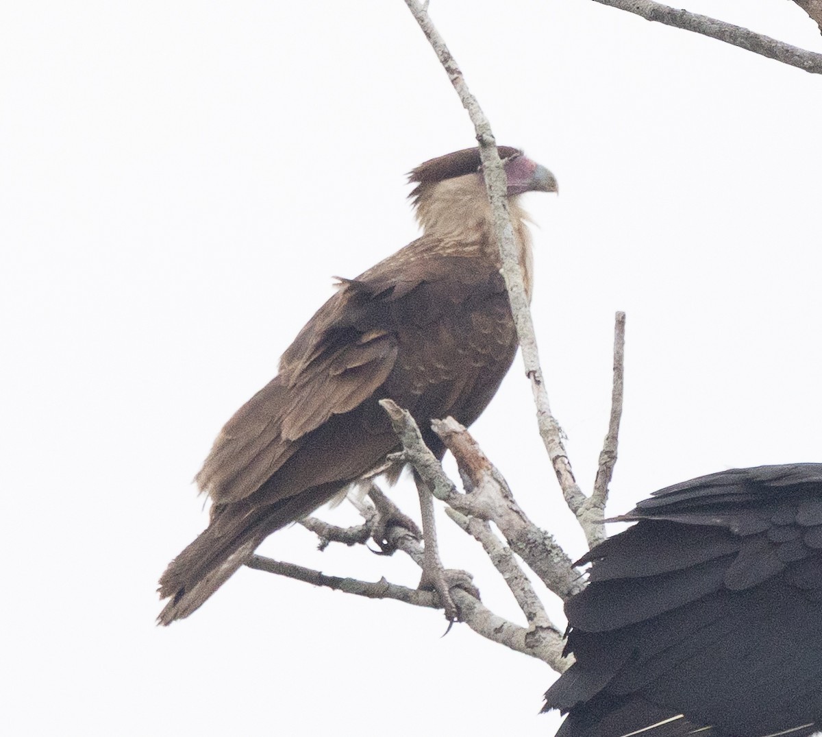 Каракара аргентинська - ML646677776