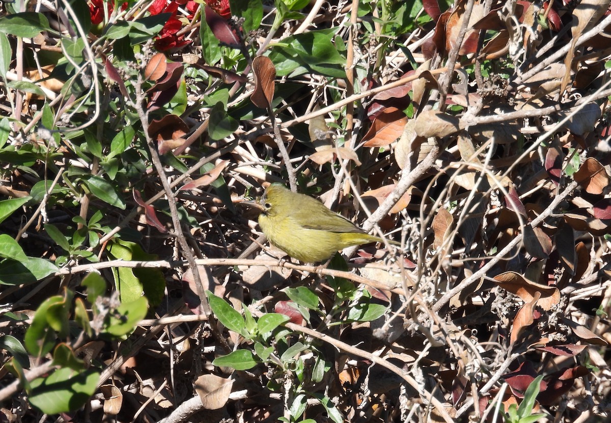 Reinita Coroninaranja - ML646677777