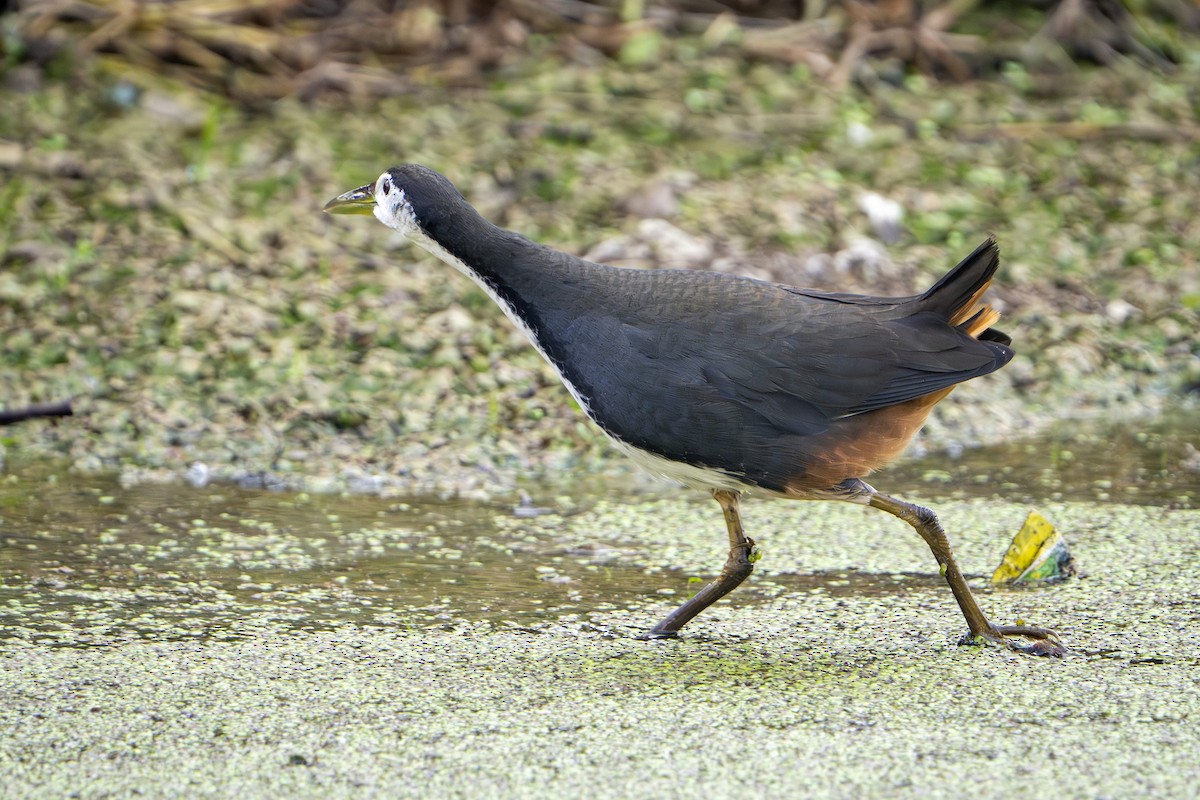 White-breasted Waterhen - ML646677780
