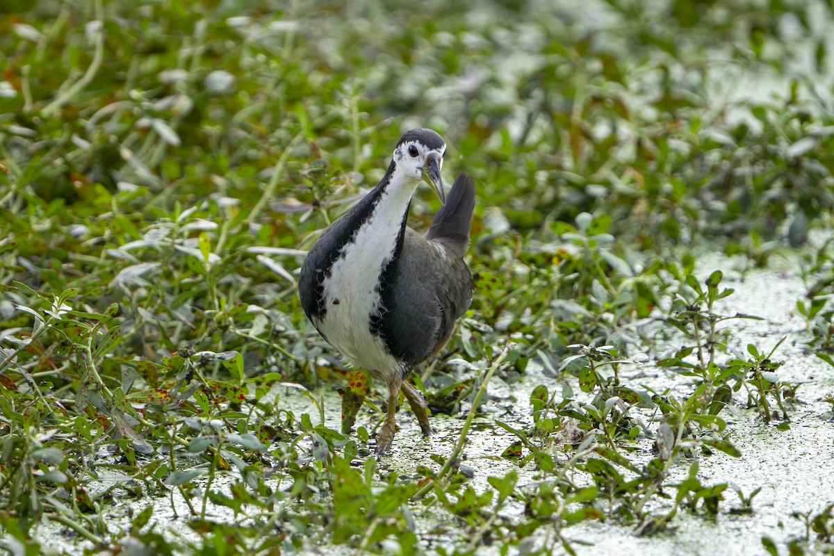 White-breasted Waterhen - ML646677782