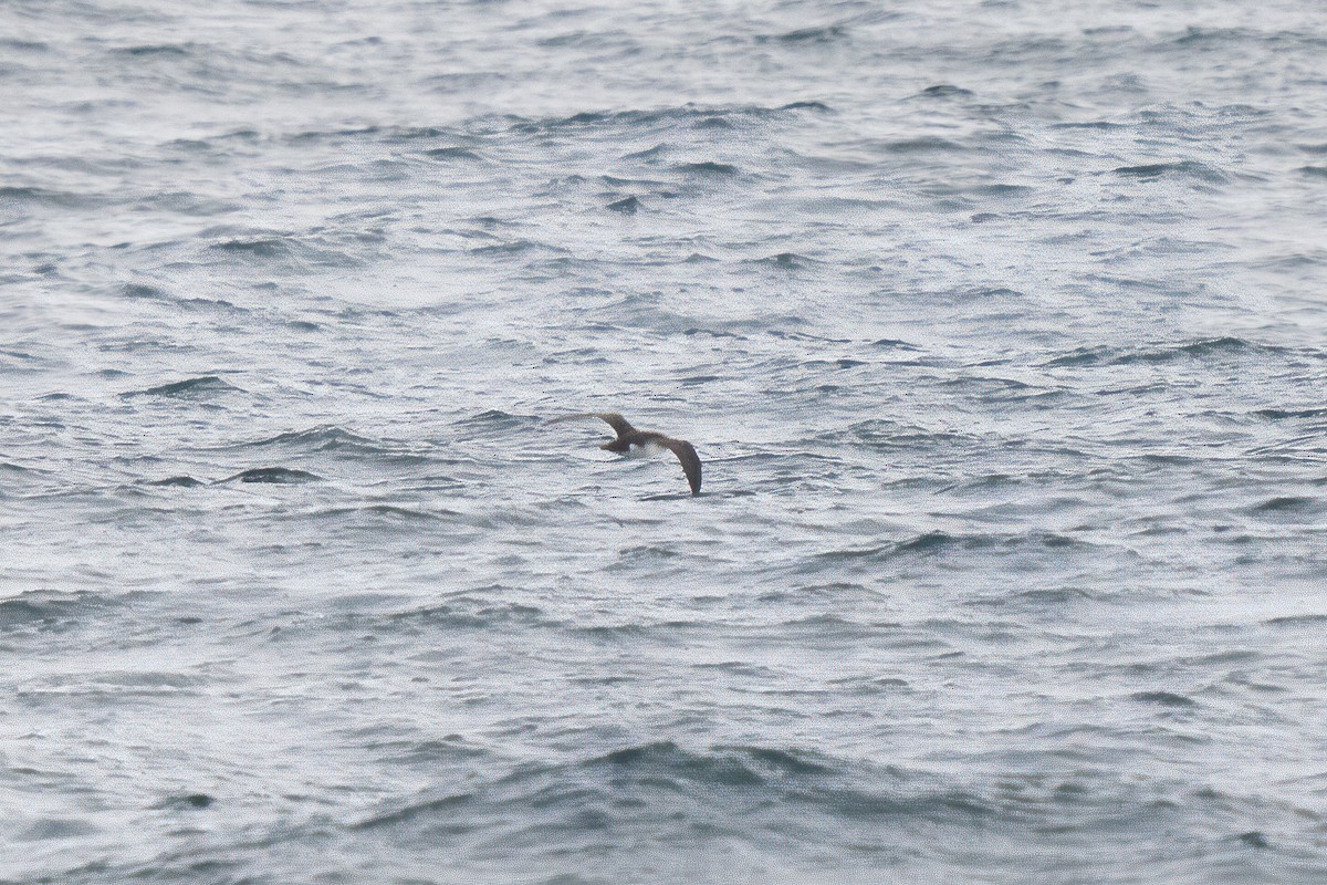 マンクスミズナギドリ - ML646677788