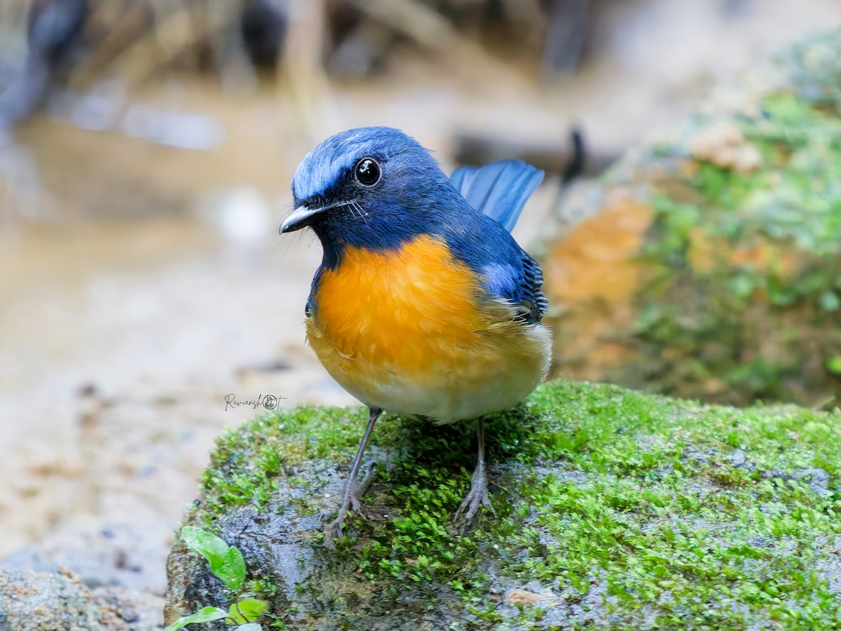 Blue-throated Flycatcher - ML646677789