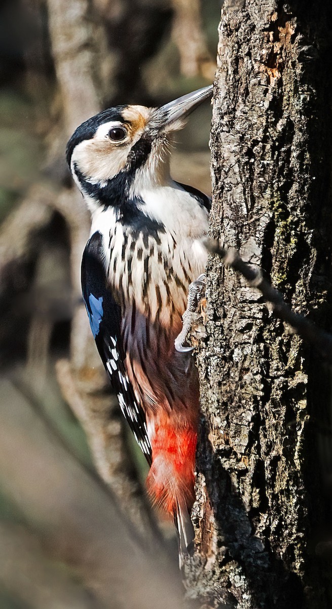 White-backed Woodpecker - ML646677796