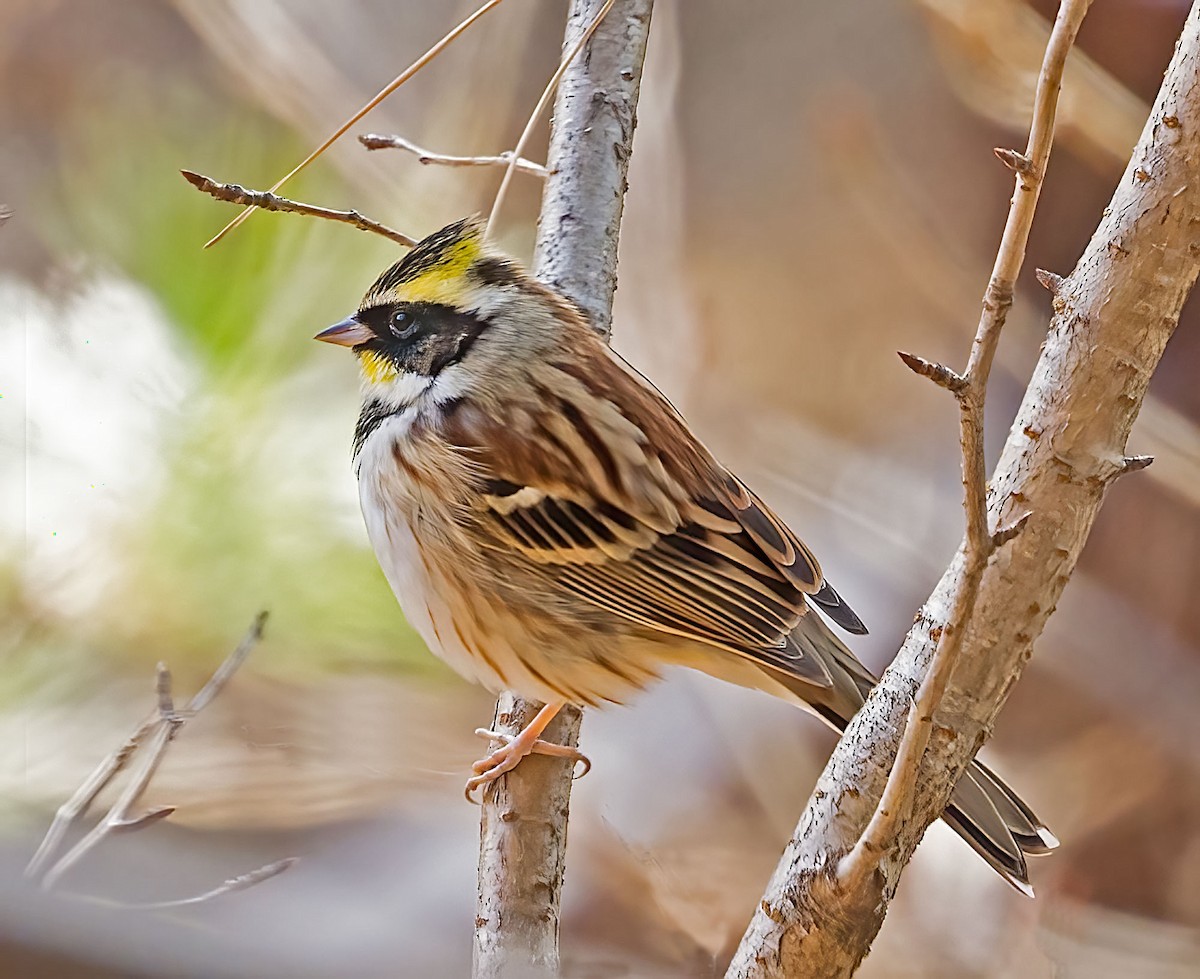 Yellow-throated Bunting - ML646677801