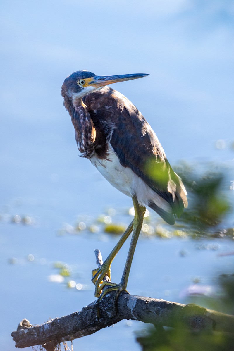 Tricolored Heron - ML646677802