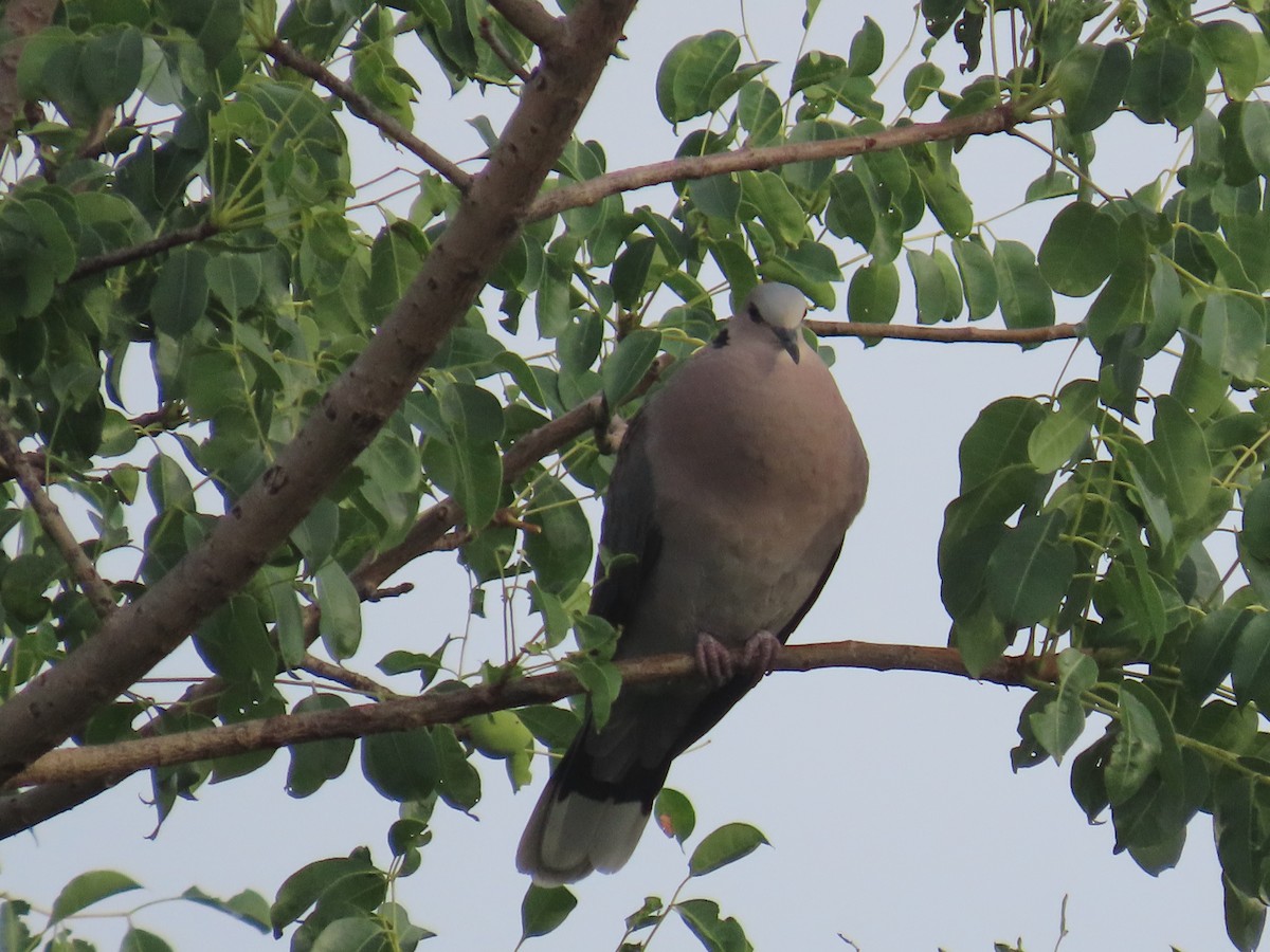 Ring-necked Dove - ML646677804