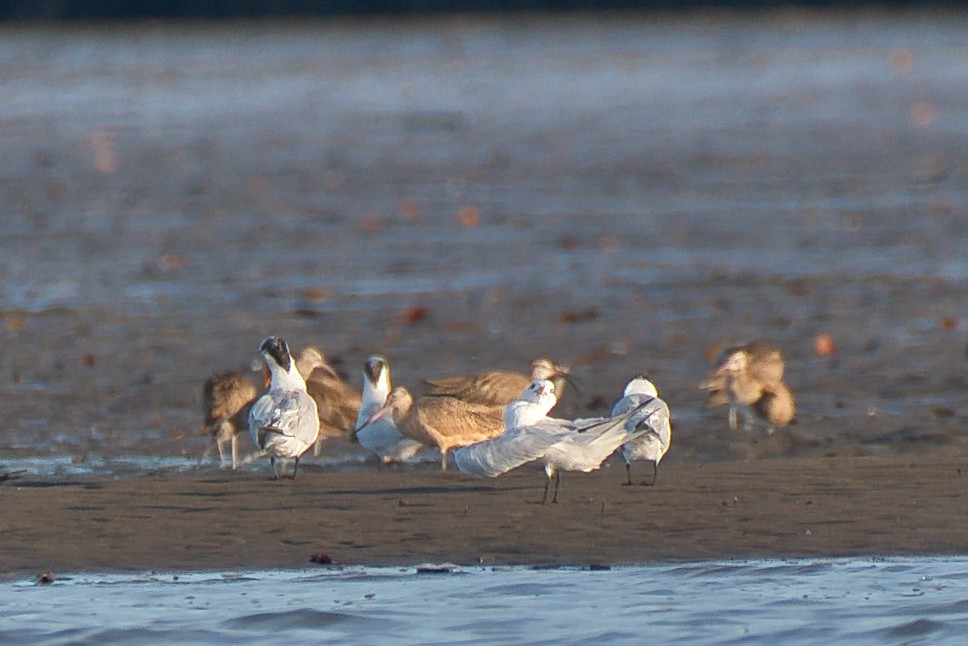 břehouš velký - ML646677807