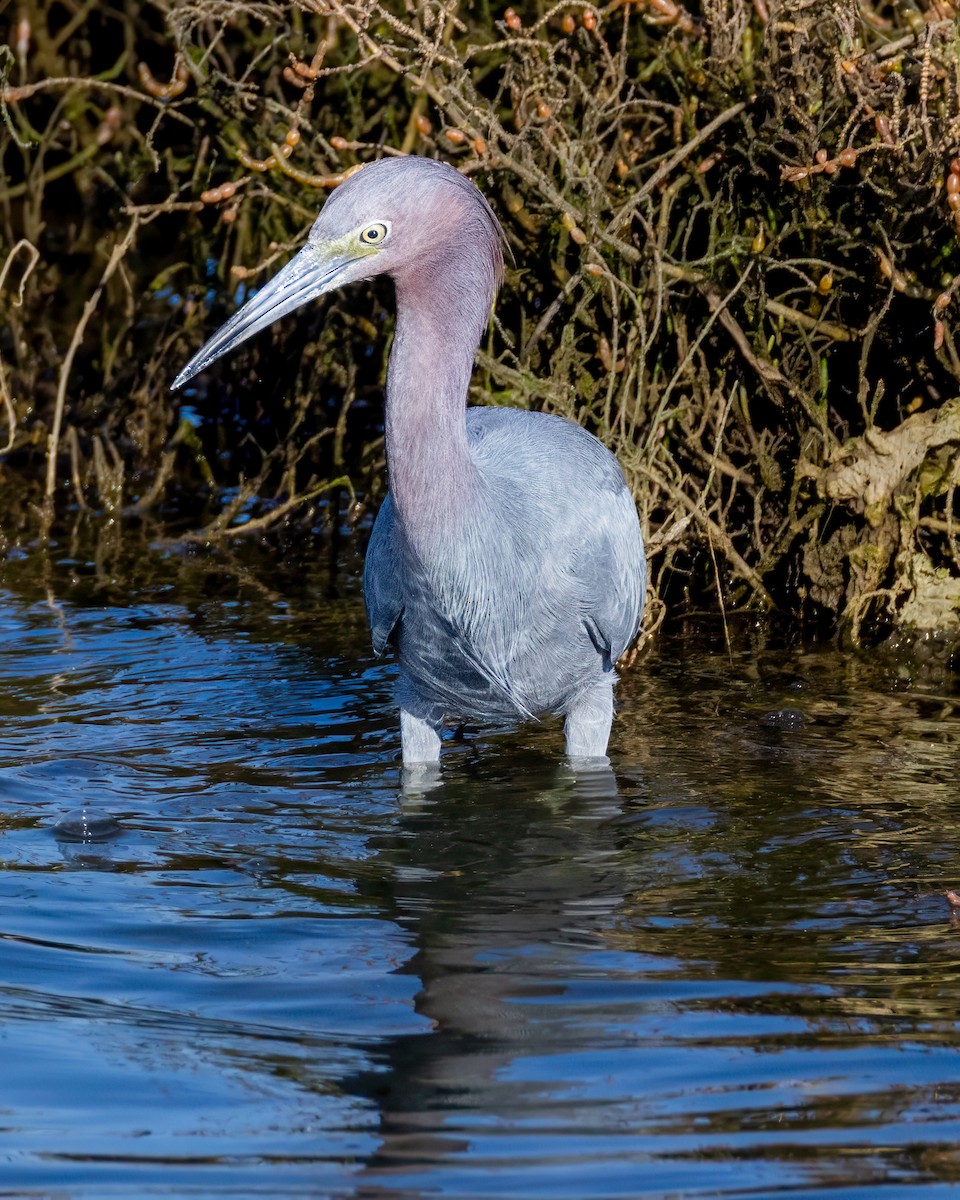 Little Blue Heron - ML646677817