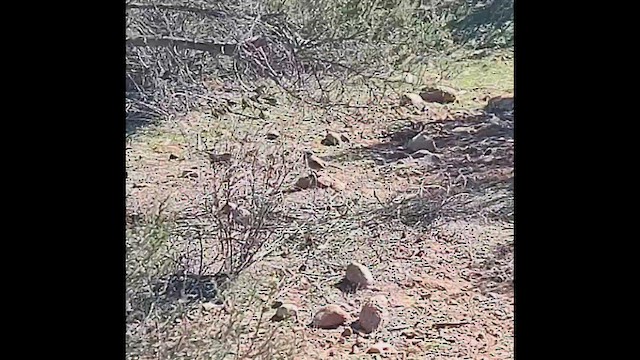 Chingolo de Bell (belli) - ML646677818