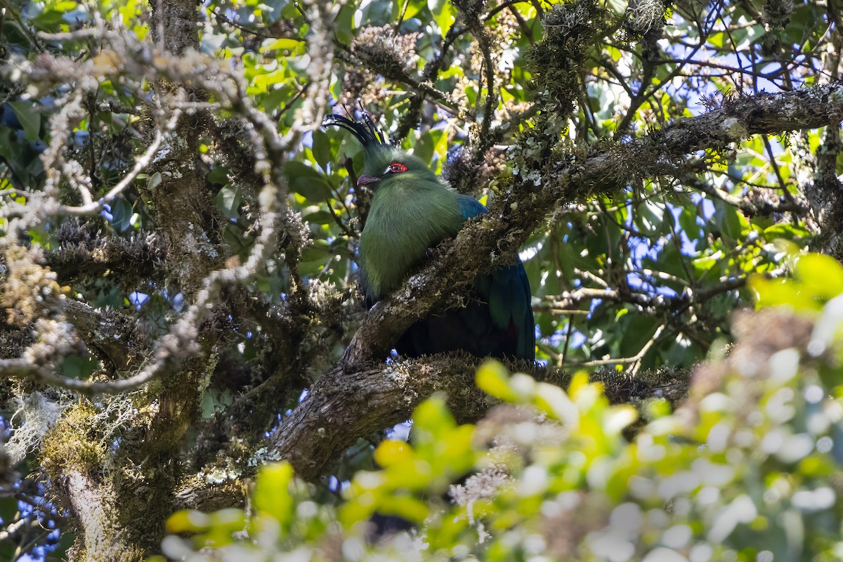 Touraco de Schalow - ML646677820