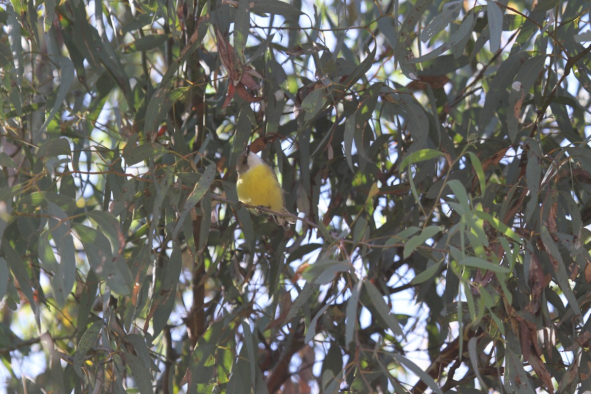 White-throated Gerygone - ML646677821