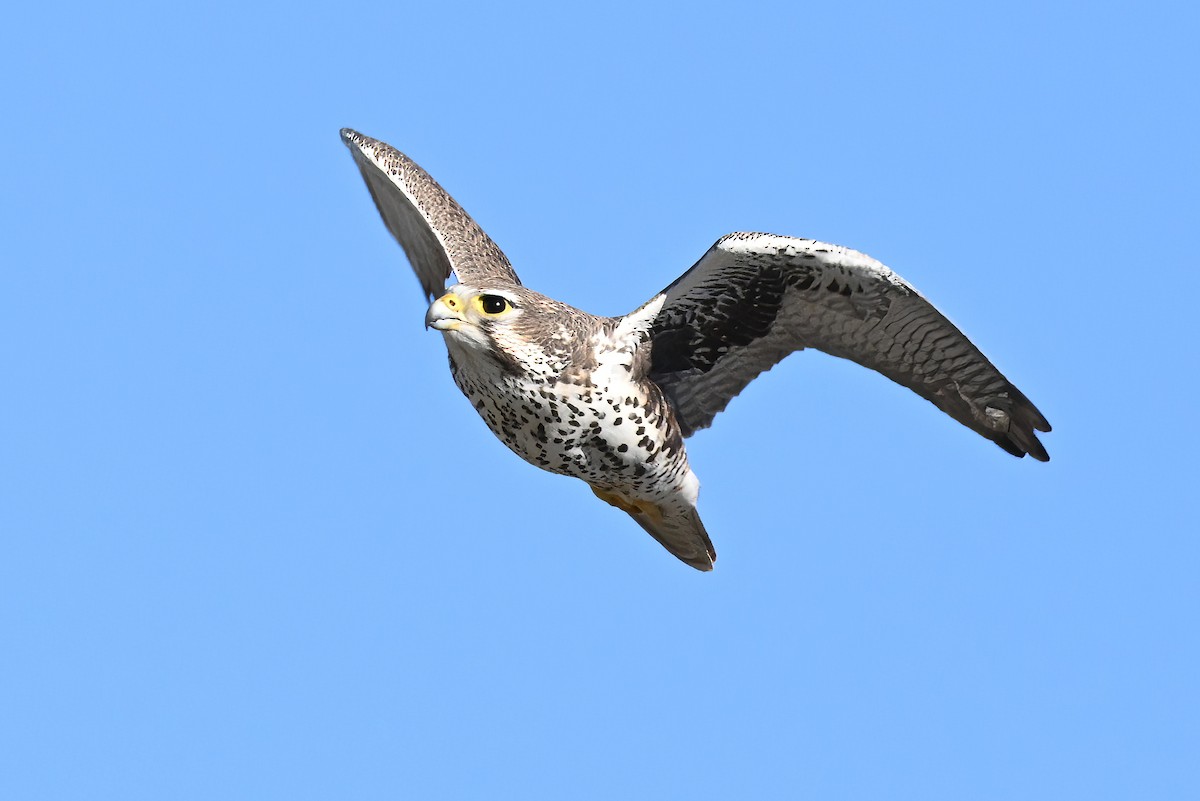 Сокіл прерієвий - ML646677822