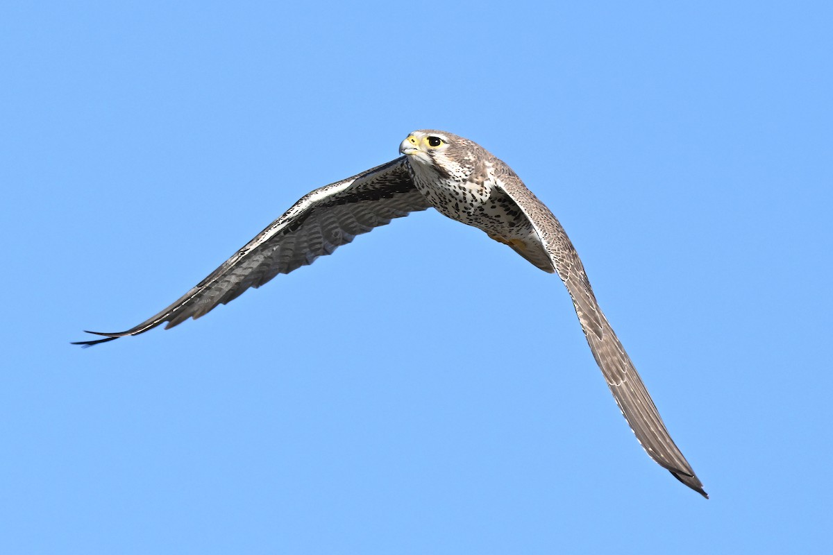 Сокіл прерієвий - ML646677824