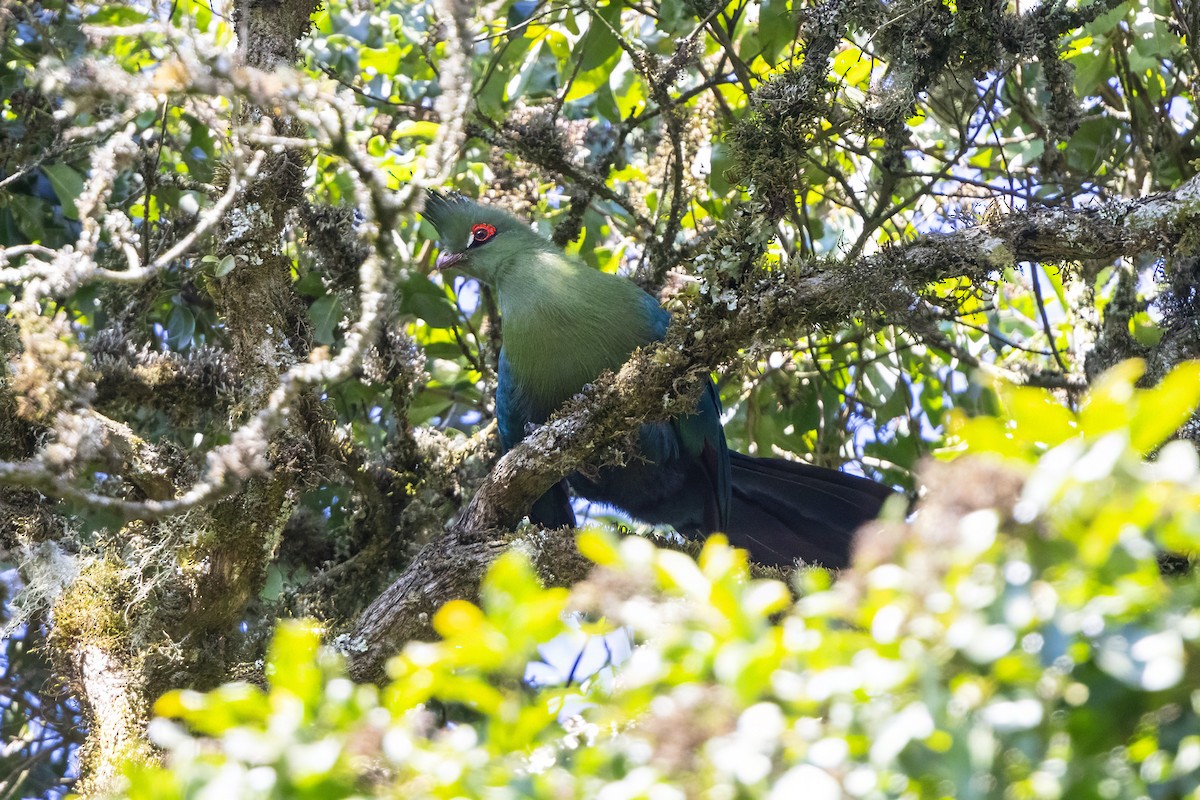 Touraco de Schalow - ML646677825