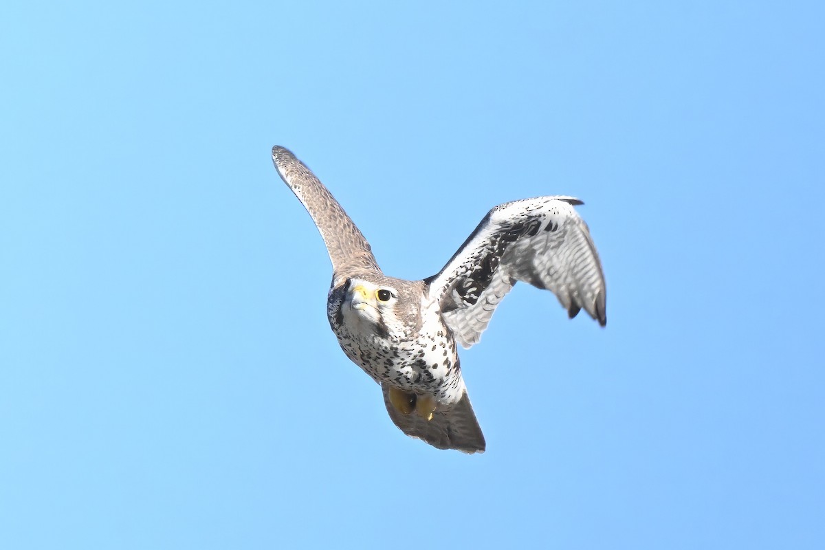 Сокіл прерієвий - ML646677826