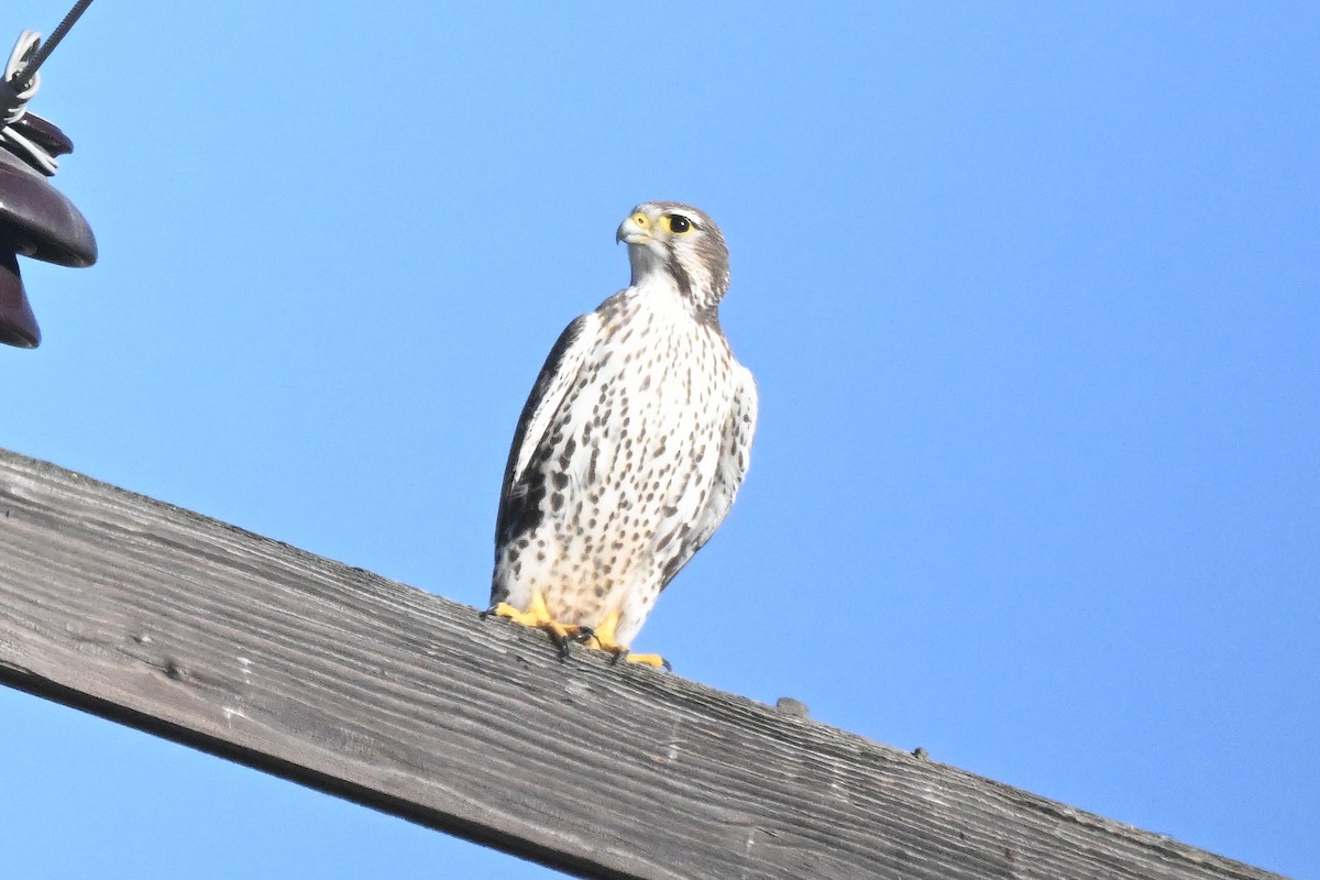 Сокіл прерієвий - ML646677827