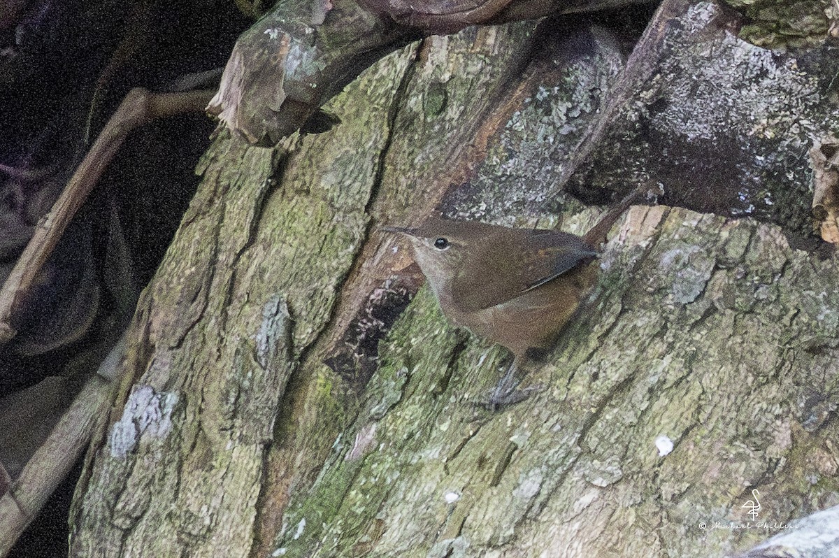 Southern House Wren - ML646677828