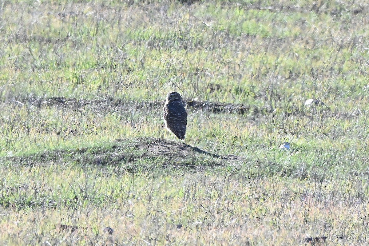 Сич американський - ML646677829