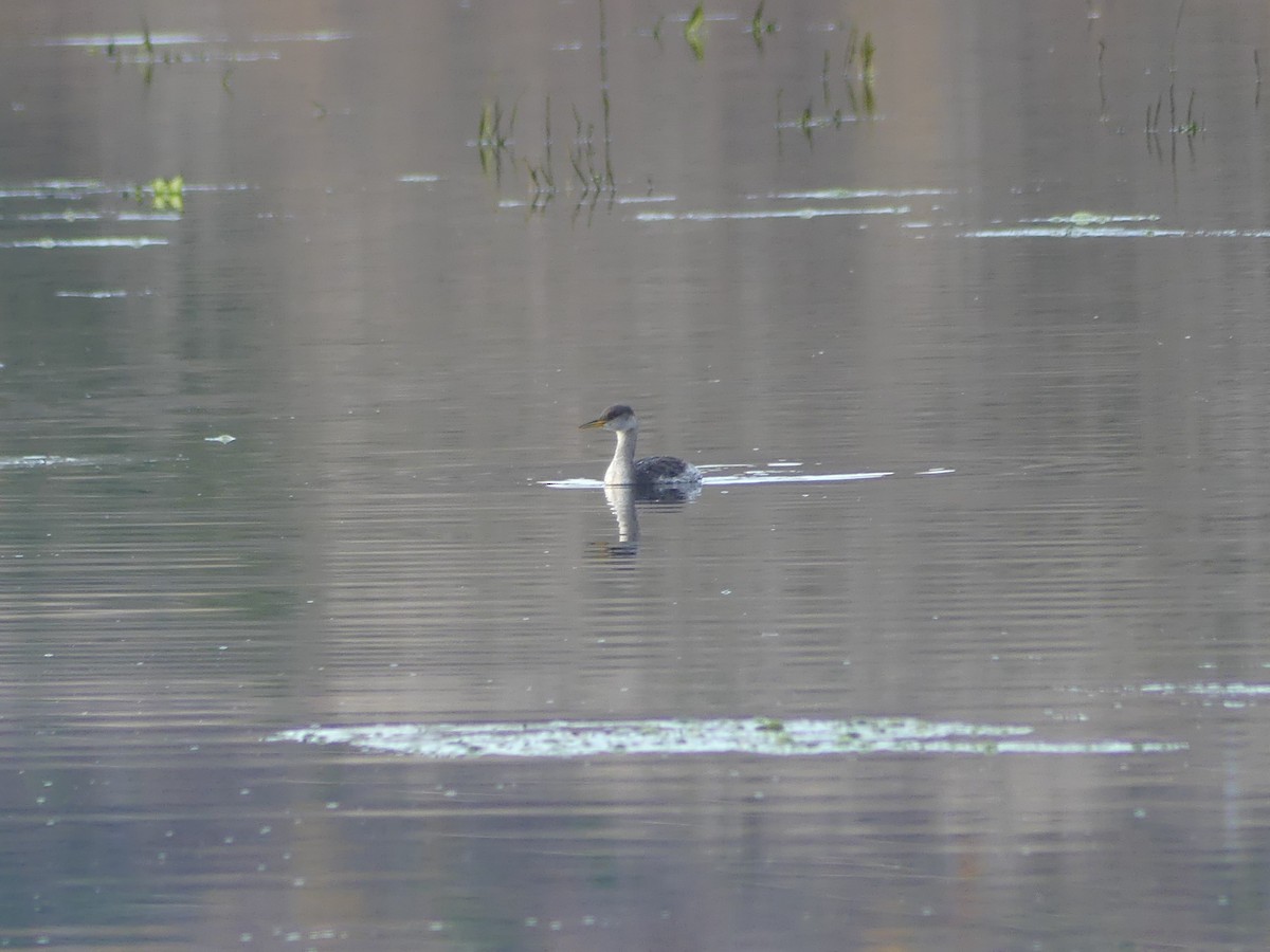 Somormujo Cuellirrojo - ML646677831