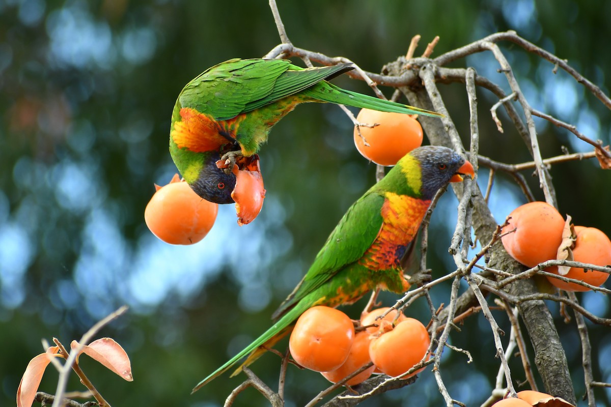 Rainbow Lorikeet - ML646677833