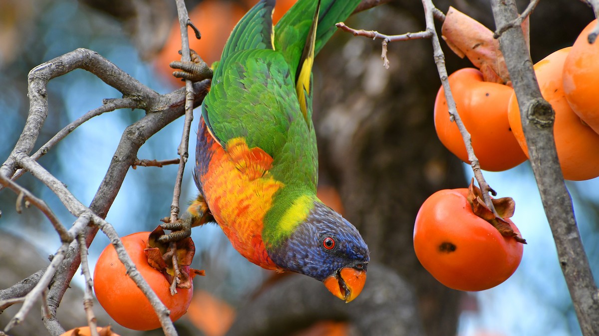 Rainbow Lorikeet - ML646677836
