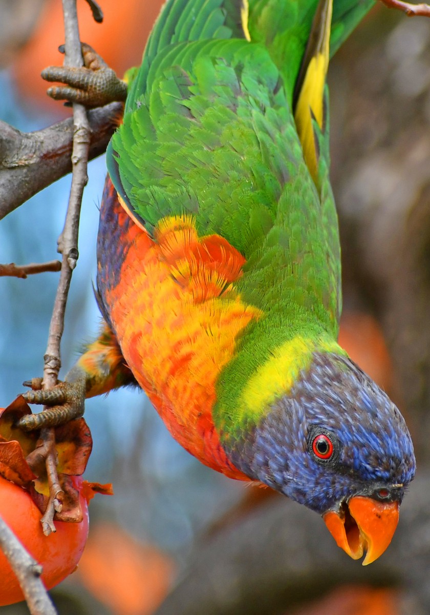 Rainbow Lorikeet - ML646677837
